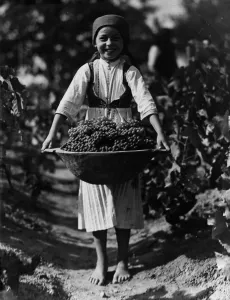 Fresh Fruit Still Life Drucke: Grape Harvest