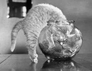 Cute Kitten Images Drucke: Full Up Inside
