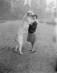 Irischer Wolfhund