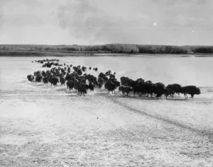 Vintage Nature Photography Drucke: Migrating Herd