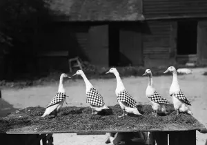 Vintage Farm Animals Drucke: Model Ducks