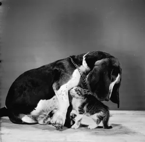 Vintage Pet Photos Drucke: Propping Up