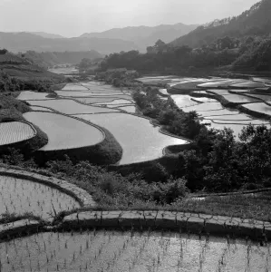 Asian Natural Landscapes Drucke: Rice Fields
