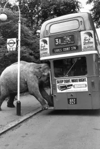 Drucke von Der 16. Juli 1980: Ein von David Smart besitzener Elefant besteigt den Bus zum Earl's Court. (Fotografie von Colin Davey / Evening Standard / Getty Images) Verwandte Bilder Drucke: Räum auf dem Dach