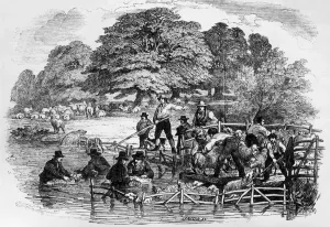 Drucke von Im Jahr 1846 verwenden Bauern lange Stöcke, um ihre Schafe im Fluss zu waschen. Ursprüngliche Kunstwerk: Holzstich von Linton Die Illustrated London News (ILN) Drucke: Schafschlammspritz