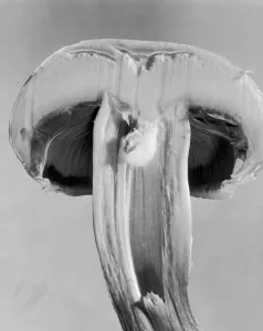 Zweizahn-Pilz