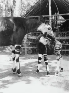 Gestreifte Okapi