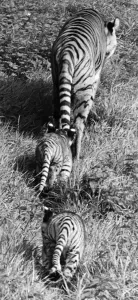 Whipsnade Zoo Drucke: Three by Three