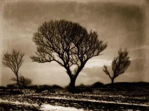 Frank Meadow Sutcliffe Art Drucke: Three Trees