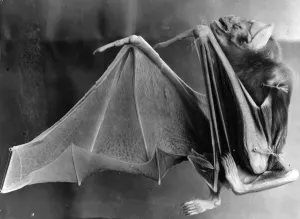 Vampire Bat Drucke: Vampire Bat