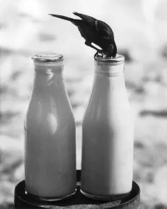 Hulton Archive Pictures Drucke: Winged Thief