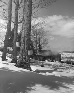 Rural Scenery Drucke: Winter