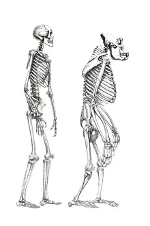 Menschliches Skelett und ein Schädel eines Affen, anatomische Illustration
