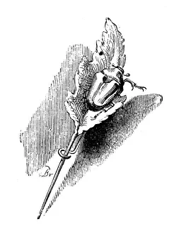 Whimsical Animal Drawings Drucke: Humanized animals illustrations: Beetle on pin leaf