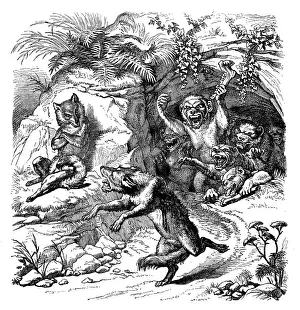 Fantasy Creature Illustrations Drucke: Humanized animals illustrations: Fox and monkeys