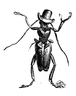 Zivilisierte Tiere Illustrationen : Insekten