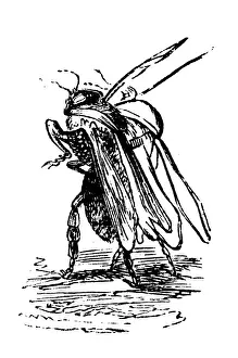 Grandville Influenced Artwork Drucke: Humanized animals illustrations: Insect marching