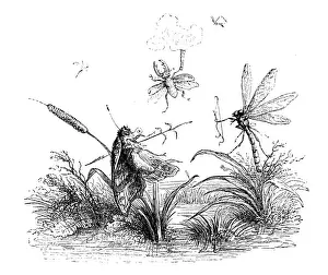 Grandville Influenced Artwork Drucke: Humanized animals illustrations: Insects