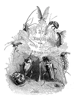 Grandville Style Artwork Drucke: Humanized animals illustrations: Insects and leaf