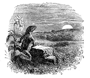 Fantasy Creature Illustrations Drucke: Humanized animals illustrations: Lizard at sunset