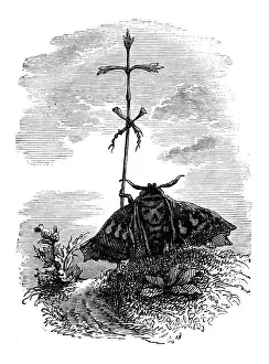 Grandville Style Art Drucke: Humanized animals illustrations: Religious moth