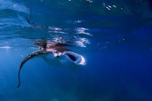 Australian Marine Life Images Drucke: hungry manta