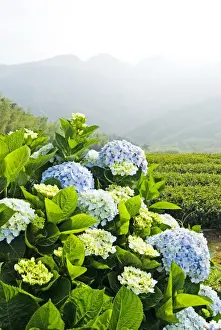 Hydrangea Macrophylla Drucke: Hydrangea (Hydrangea macrophylla) in front of mountains