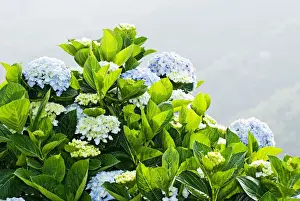 Hydrangeaceae Family Drucke: Hydrangea (Hydrangea macrophylla) in front of mountains