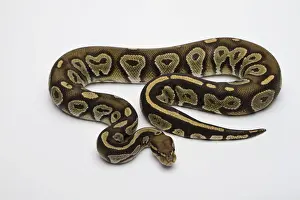 Drucke von Hypo Schwarzes Gesicht Hut Albinoschlangenball Pyton oder Königssschlange, männlich Python Drucke: Hypo schwarzer Kopfschmuck Hutze Albinus Blass-Python oder Königssnake