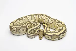 Drucke von Mojaveh hypothischer Ballpython oder Königssnake, weiblich Python Drucke: Pyton Regius, weiblich