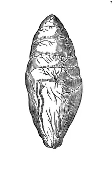 Bilder Datiert 22. März 2017: Fossile Ei des Ichthyosauruses