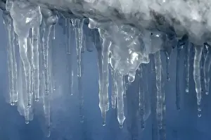 Cold Temperature Photography Drucke: Icicles