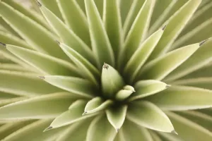 Succulent Flora Drucke: Agave, from above