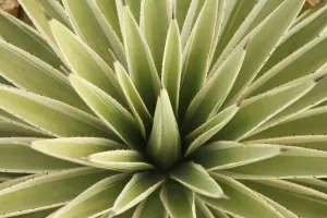 Liliidae Family Plants Drucke: Agave, from above