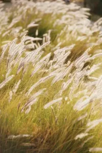 Backlit Grasses Drucke: Grasses with backlighting
