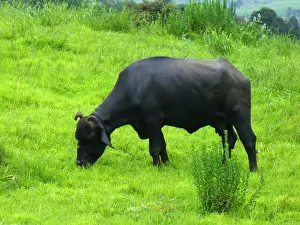 Animal Themes Stock Photos Drucke: Indian Buffalo