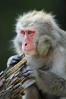 Japanmakak Drucke: Japanischer Makak (Macaca fuscata)