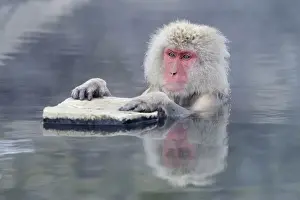 Macaca Fuscata Images Drucke: Japanese Macaque or Snow Monkey -Macaca fuscata