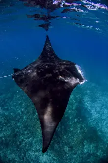 Ningaloo Marine Park Images Drucke: Jet Manta