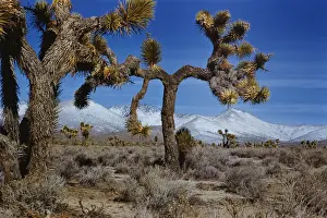 Sierra Nevada Mountains View Drucke: Joshua Trees