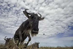 African Animal Migration Drucke: Jumping Wildebeest