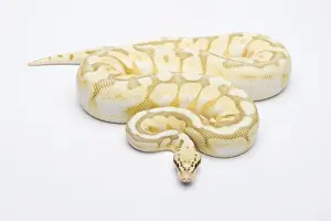 Drucke von Bissinsektenbienen Butterschalen Roter-Python oder Pyton-Regius, männlich Python Drucke: Bienenkiller-Butterball-Python oder Königspython, männlich