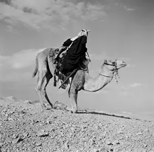 Bedouin Camel Drucke: Kneeling Camel