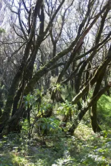 Die La Gomera