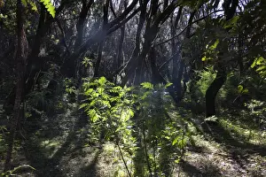 World Heritage Sites In Spain Drucke: La Gomera