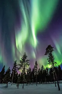 Drucke von Die Aurora bricht über die eisgekühlten Wälder von schwedischer Lappland auf Schweden Drucke: Nordisches Polarkreislauflicht