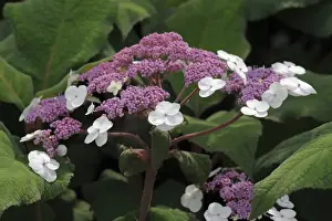 Drucke von Großblättrige rauhe Hydrangie-Hydrangea aspera-Macrophyll-a- Bilder Datiert 2012 Juli: Großblättrige rauhe Hydrangena-Hydrangea macrophyllas