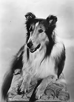 Black And White Dog Photos Drucke: Lassie