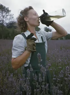 Lavender Field Photography Drucke: Lavender Picking