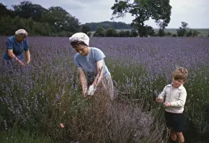 Daytime Outdoor Activities Drucke: Lavender Picking